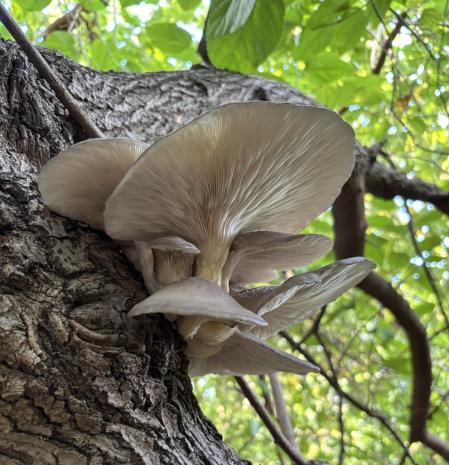 Pleurotus ostreatus.