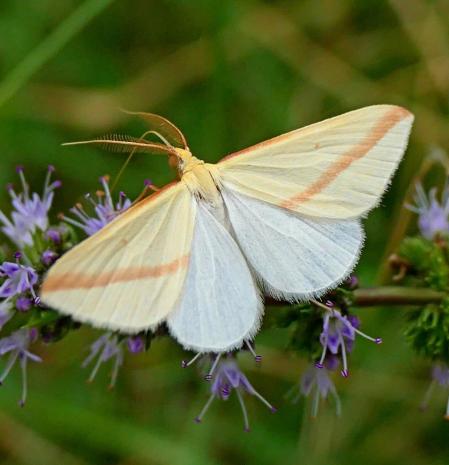 Polilla vestal, retratada en los jardines de Vilobí d'Onyar.
