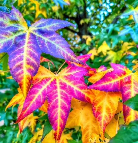 Jackson Pollock pinta el paisaje del otoño en el Berguedà.