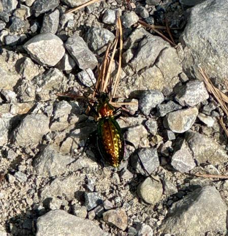 Escarabajo dorado de los bosques.