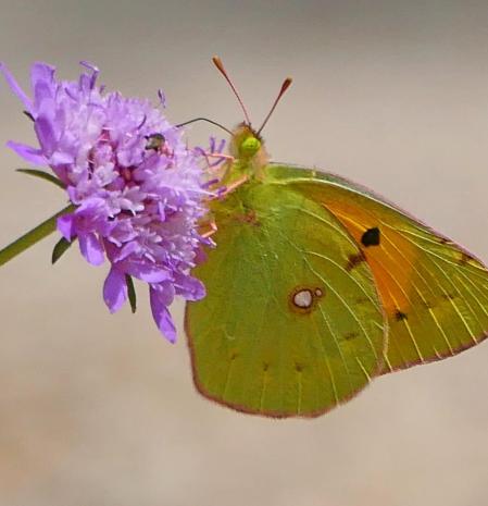 La mariposa amarilla Colias croceus pegada a la flor, en Vilobí d'Onyar.
