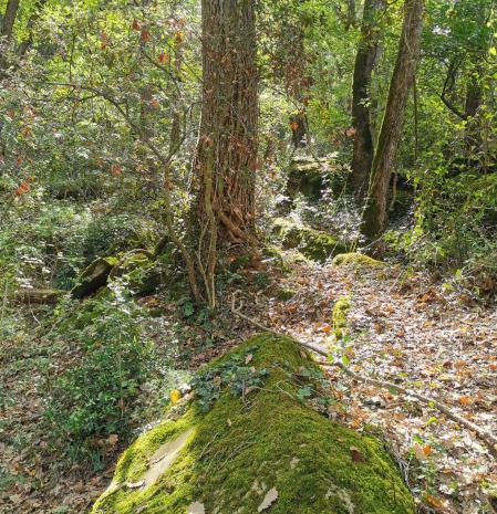 Otoño en la Garrotxa.