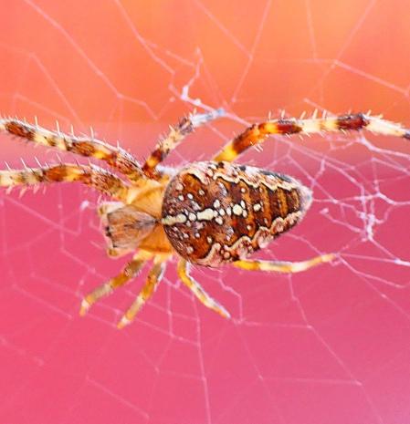 Araña cruz macho, retratada en el jardín de Vilobí d'Onyar.