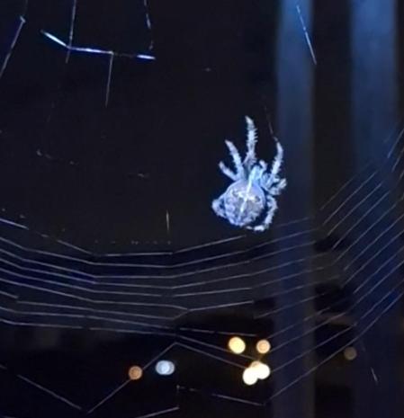 Araña de la cruz tejiendo su tela en la habitación de casa.