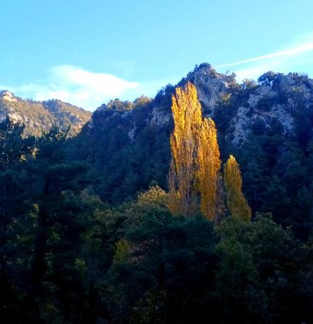 El solitario chopo del otoño en el Berguedà.