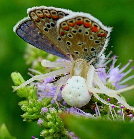 La araña cangrejo comiéndose una mariposa ícaro.