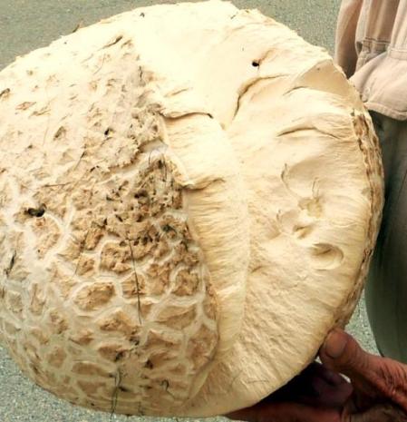 Un 'pet de llop' gigantesco.