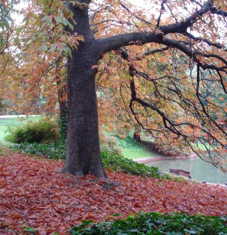 Otoño en el parque de El Retiro.