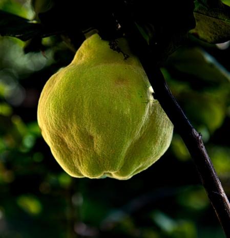 El membrillo, el tesoro del otoño escondido entre los árboles.