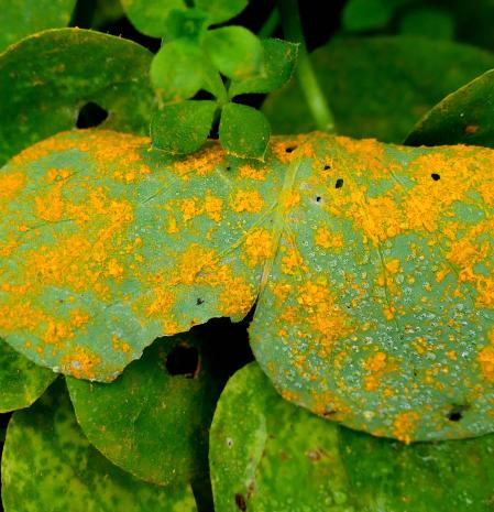 Roya en las hojas del trébol, en el jardín de Vilobí d'Onyar.