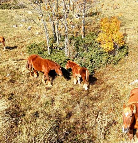 Yeguas en La Pobla de Lillet.
