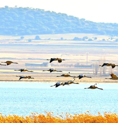 Las elegantes grullas de Gallocanta.