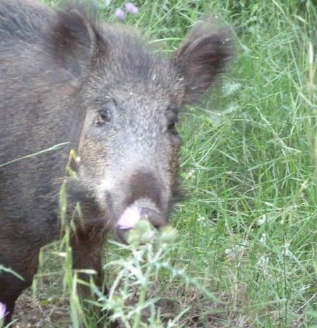 Jabalí en el Parc del Calamot en Gavà.