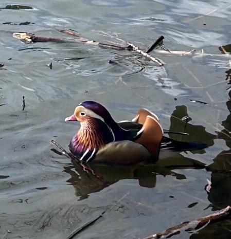 Pato mandarín en el lago de Puigcerdà.