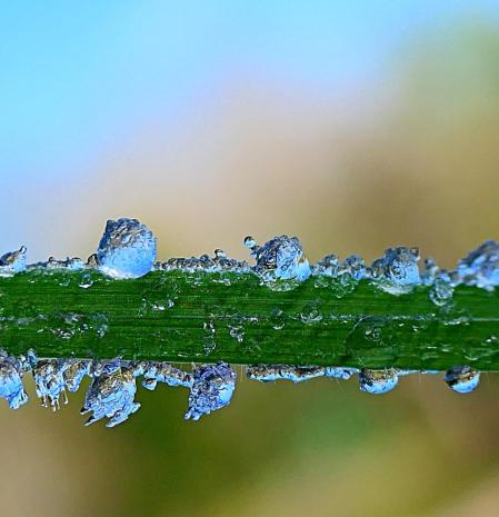 La belleza minimalista de la cencellada.