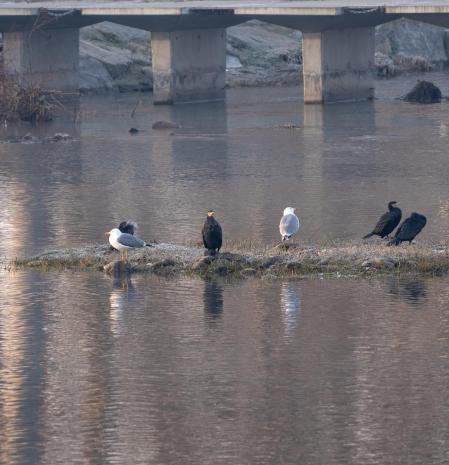 Gaviotas y cormoranes en el río Ter.