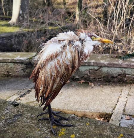 La friolera garza real del Fluvià, en Olot.