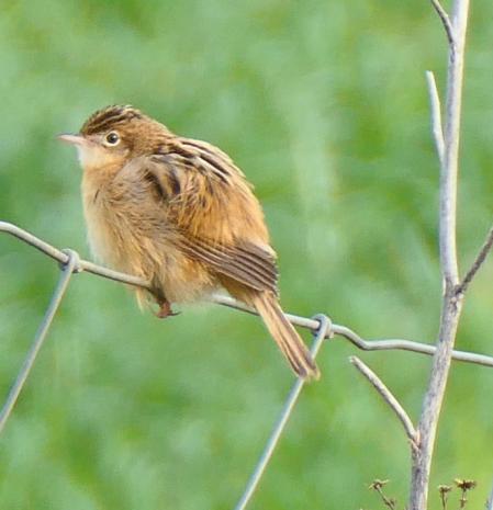 El buitrón, en Vilobí d'Onyar.