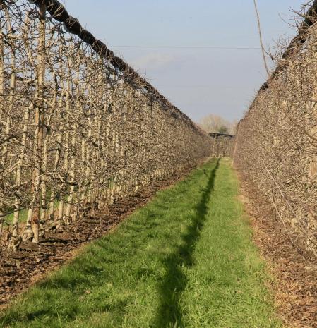 Geometría invernal en los campos de manzanos de Fontanilles.