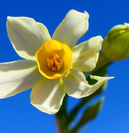 Narcissus en invierno.