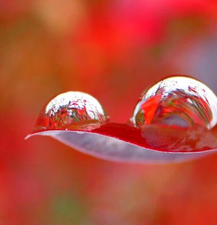 La danza de las gotas de agua de la lluvia.
