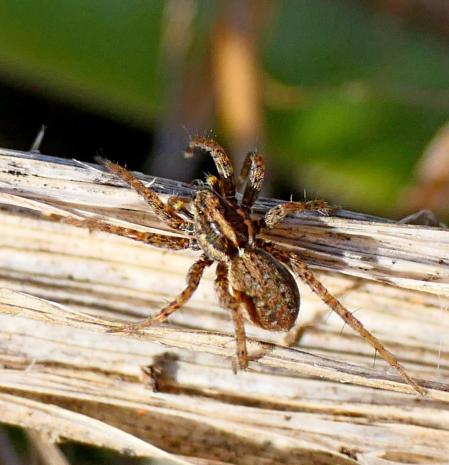 Araña saltadora hembra, retratada en el jardín, en Vilobí d'Onyar.