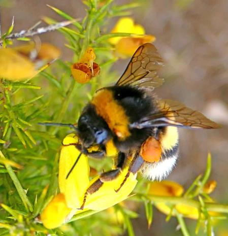 La obrera Bombus terrestris en las flores de un jardín de Vilobí d'Onyar.