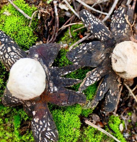 Estrella de Tierra tras las lluvias.