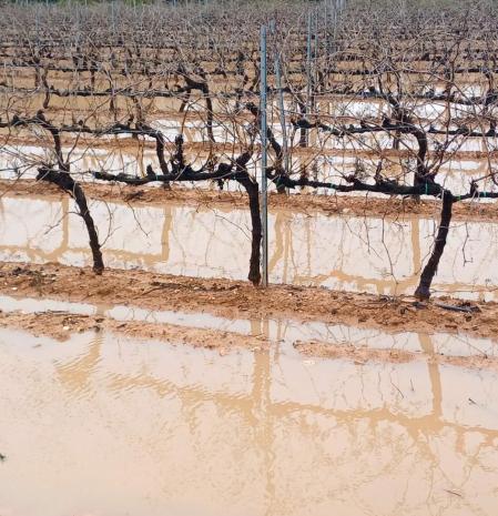 Las viñas inundadas de Salomó.