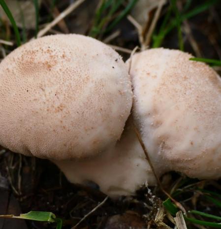 Pedo de lobo, en Vilobí d'Onyar.
