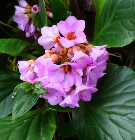 La colorida hortensia de invierno.