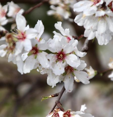 Almendros en flor, en Pals.