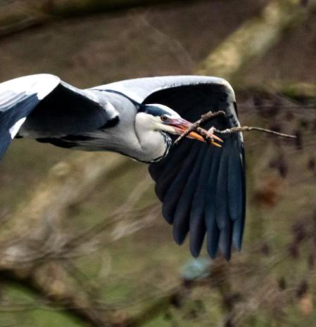Las garzas reales empiezan a hacer sus nidos.
