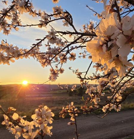 La puesta de sol del almendro florecido de Empúries.