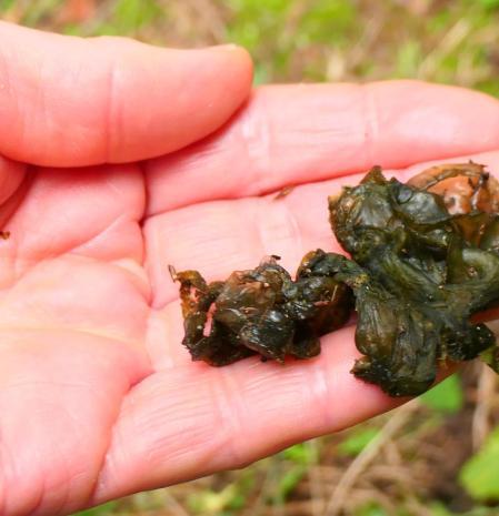 Mierda de bruja recogida de un jardín en Vilobí d'Onyar después de las lluvias.