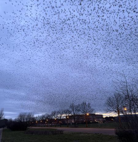 Estorninos en el parque de la Ribera, en Logroño.
