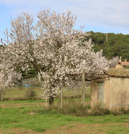 Almendros en flor en Mont-ras.