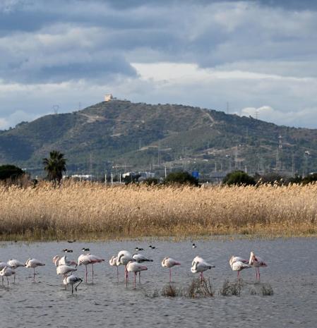 El descanso de los flamencos en los humedales del Remolar-Filipines.