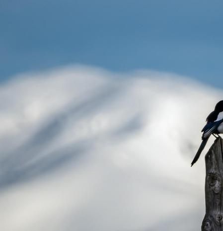 El Puigmal nevado visto desde Tavèrnoles.