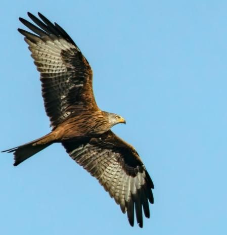 La belleza del vuelo del milano real.