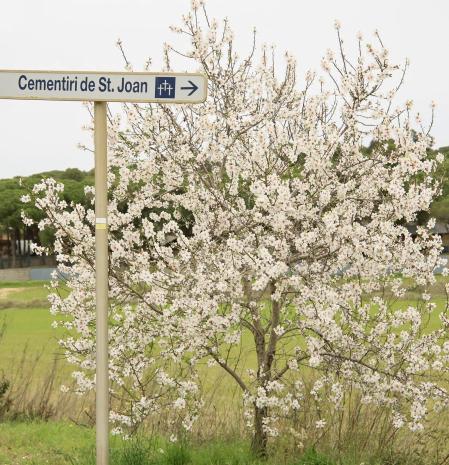Camino muy florecido al cementerio de Palamós i Sant Joan.