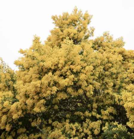 Mimosas en Palamós.