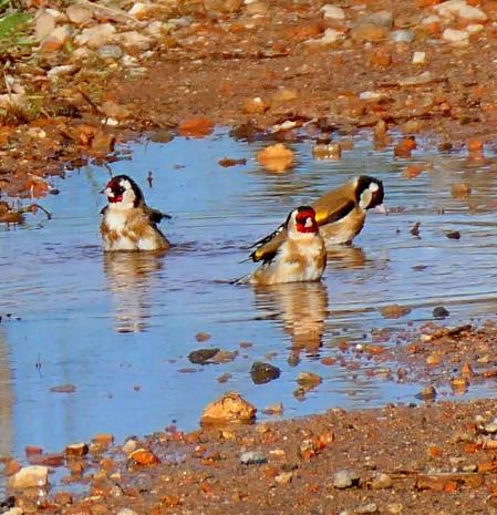 Jilgueros bañándose en una charca, en Vilobí d'Onyar.