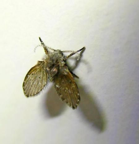 Mosca de la humedad.