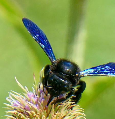 Abejorro carpintero europeo (Xylocopa violacea).