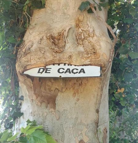 Un platanero glotón se zampa una señal.