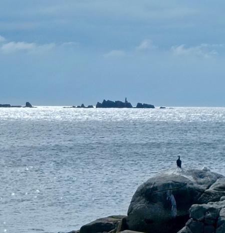 El cormorán del mar de plata.