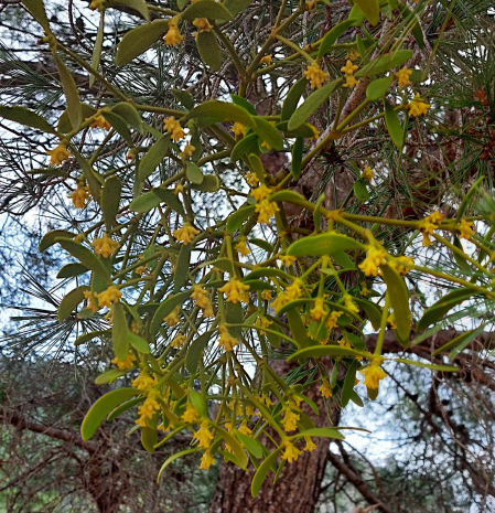 Muérdago florecido en marzo en Prat de Comte.