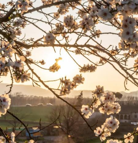 La luz dorada del atardecer primaveral en Manlleu.