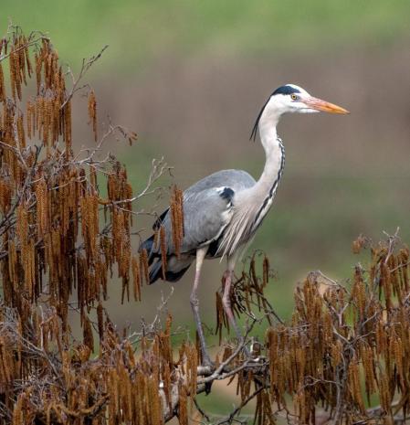 Garza real en Les Masies de Voltregà.